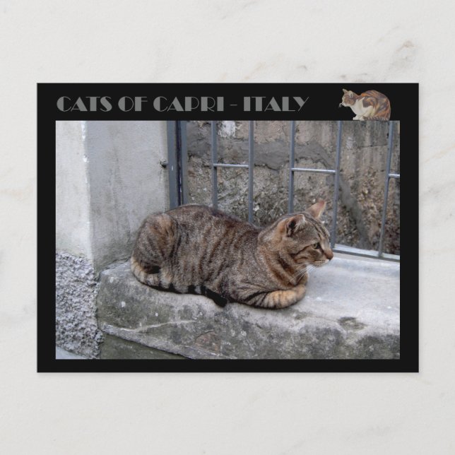 Cats of Capri, tabby cat - Italy Postcard (Front)