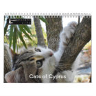 Cats of Cyprus by PaphosLife