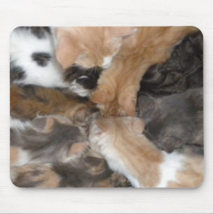 Cats on a mousepad