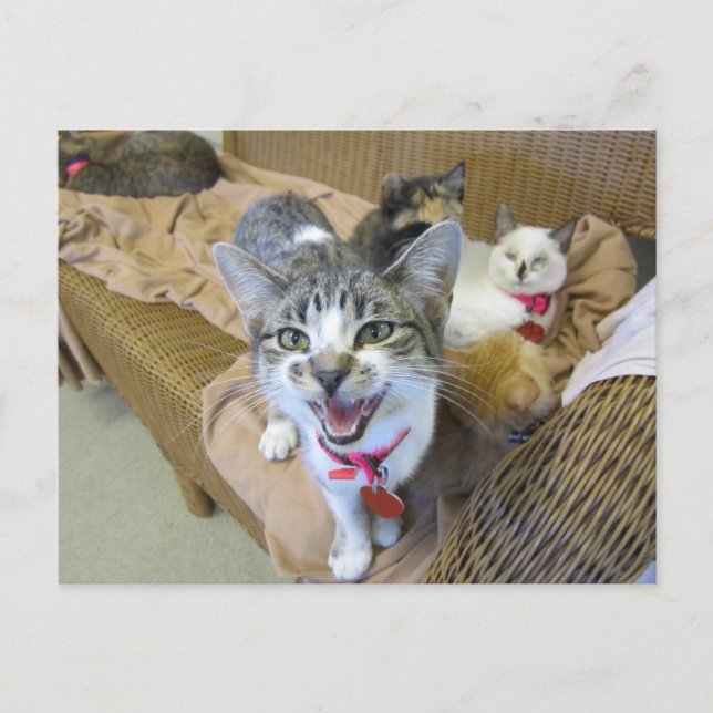 Cats on Couch Postcard (Front)