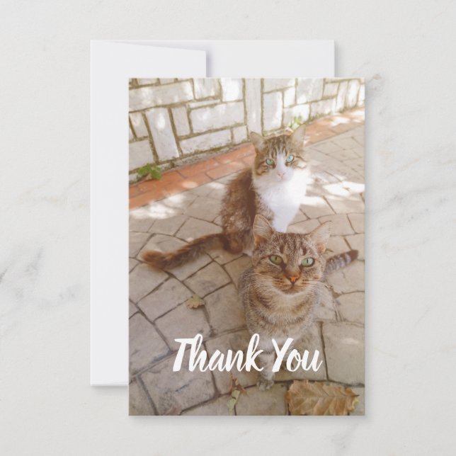 Cats on the street thank you card (Front)