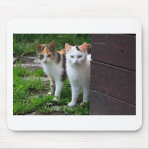 Cats out playing mouse mat