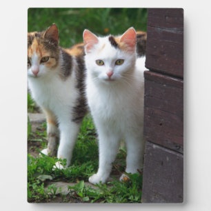 Cats out playing plaque