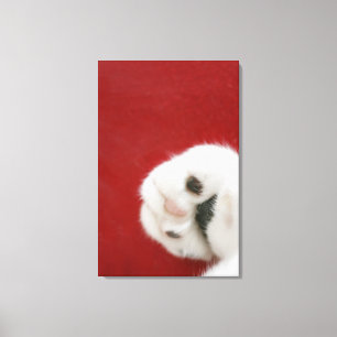 Cat's paw canvas print