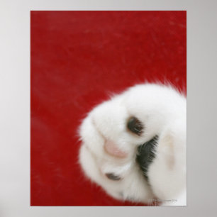Cat's paw poster