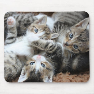 cats, pets, hangovers mouse mat