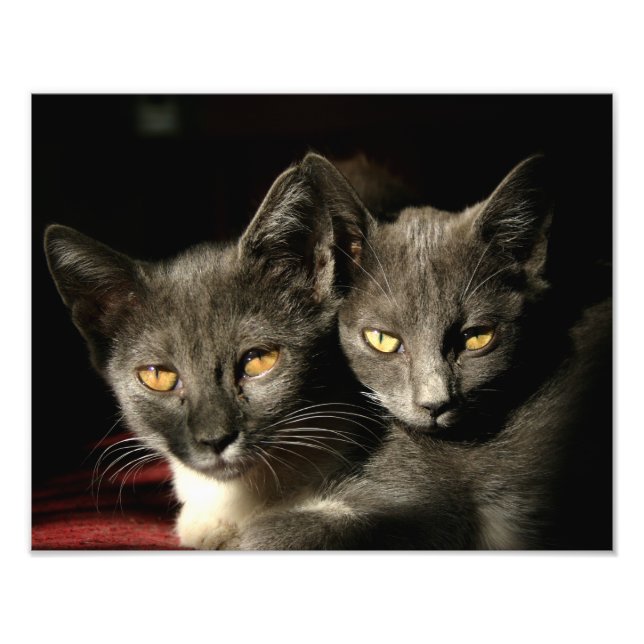 Cats Photgraphy  Kodak Professional Photo Paper (Front)