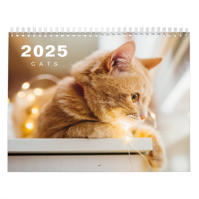 Cats Photo Modern 2025 Calendar (Cover)