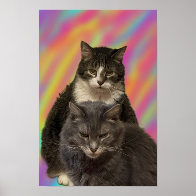 Cats Photo Poster (Front)