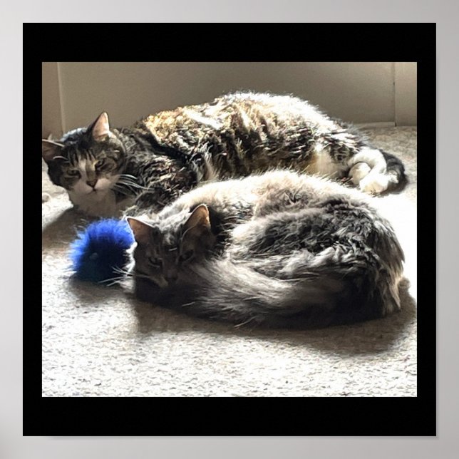 Cats Photo Poster (Front)