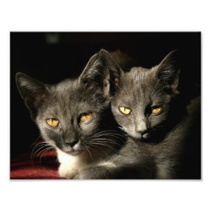 Cats Photo Print