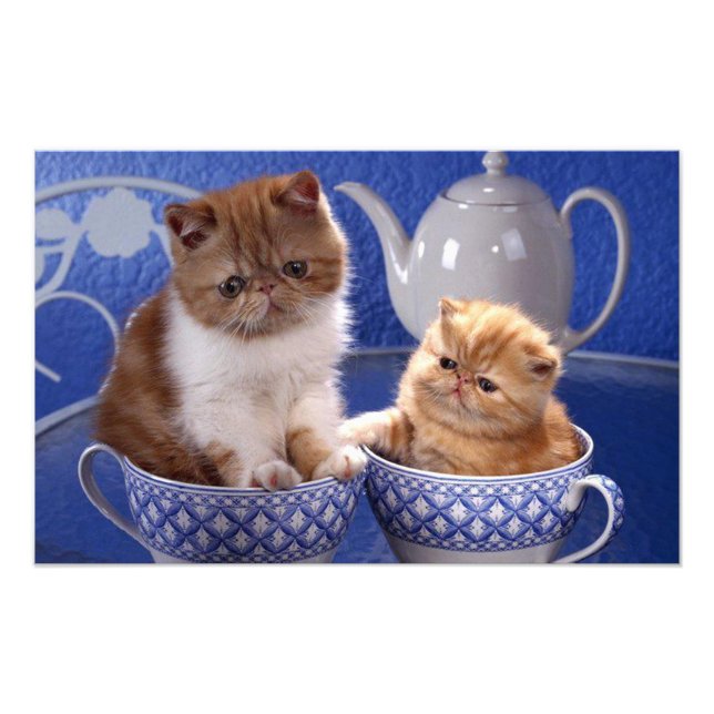 cats photo print (Front)