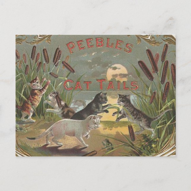 Cats Postcard (Front)