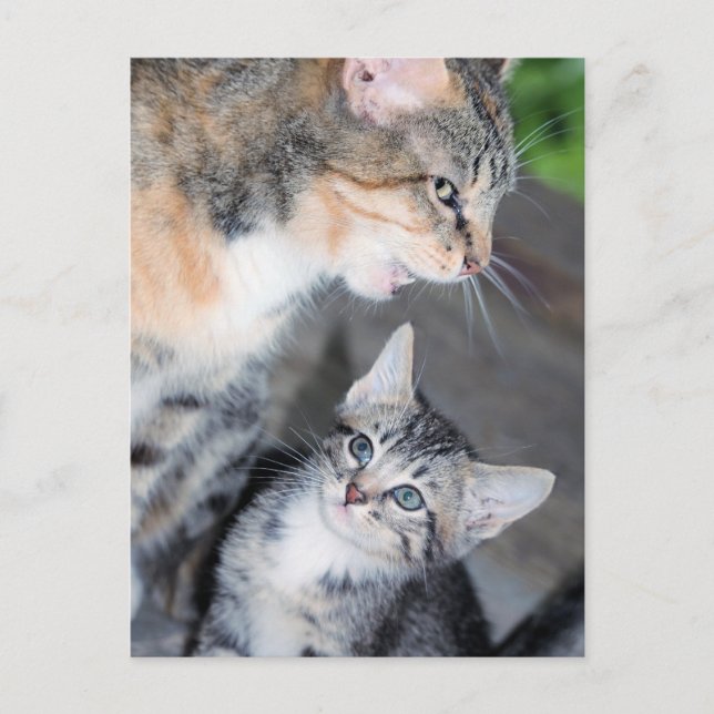 Cats Postcard (Front)