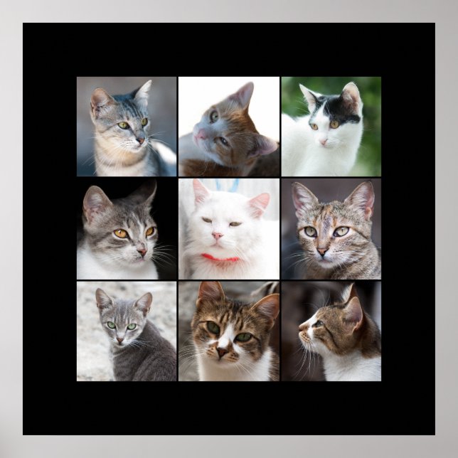 CATS POSTER (Front)