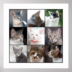 CATS POSTER