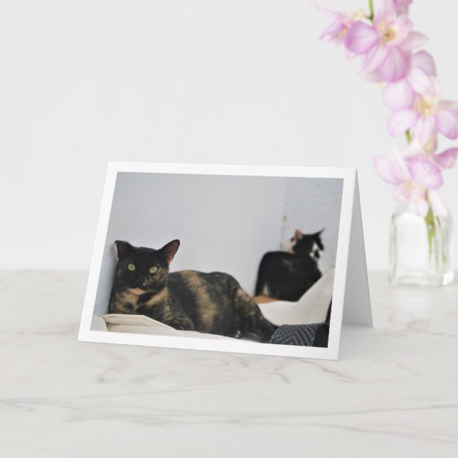 Cats Relaxing Card (Orchid)