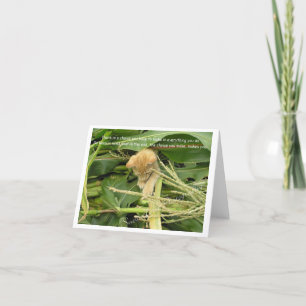 Cat's Rule Blank Note Cards