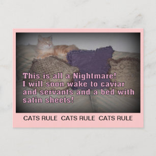 Cats Rule Postcard