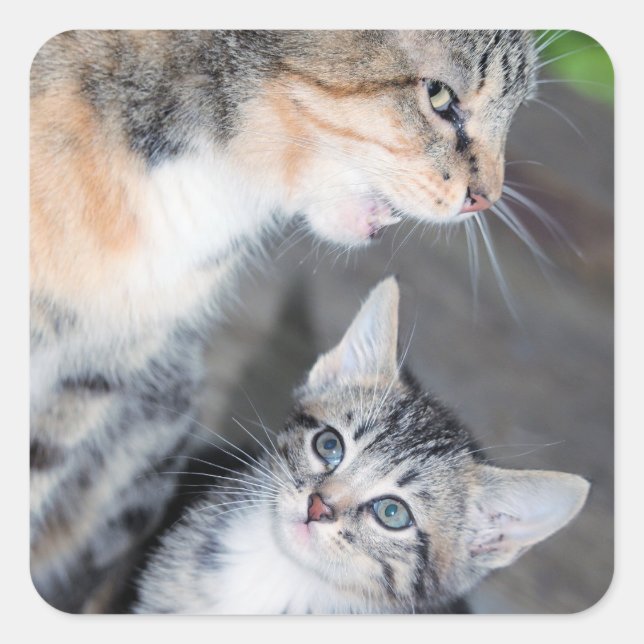 Cats Square Sticker (Front)