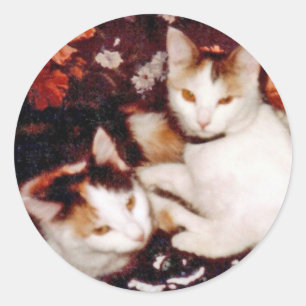 Cats Sticker