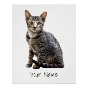 Cats Vintage Portrait Pet Tomcat Animal Design Poster