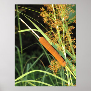 Cattail at Sunset Poster