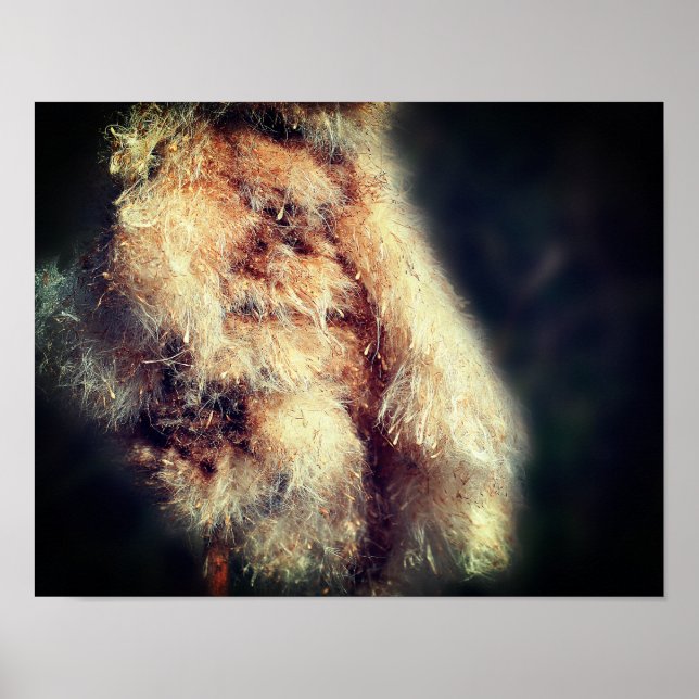 Cattail Fluff Close Up Poster (Front)