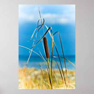 Cattail Portrait Poster