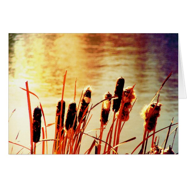 Cattails (Front Horizontal)