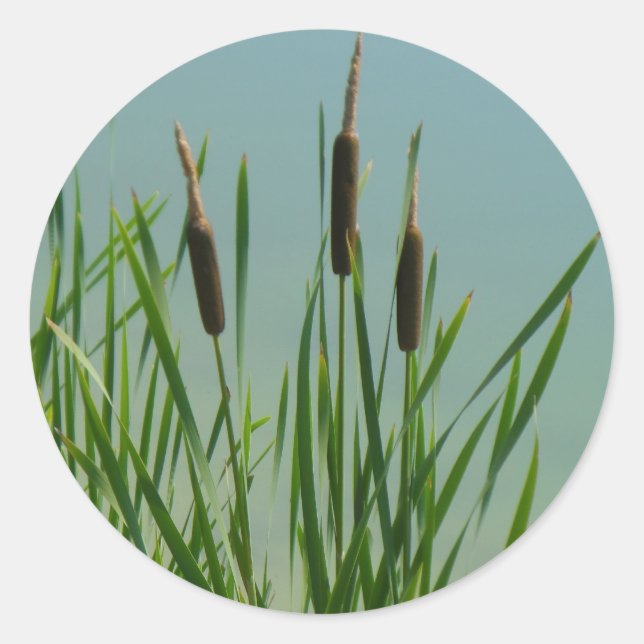 Cattails Classic Round Sticker (Front)