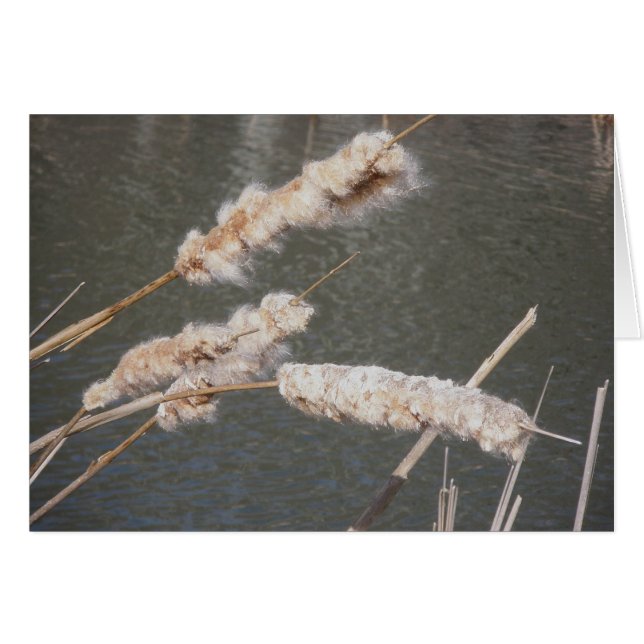Cattails Note Card (Front Horizontal)