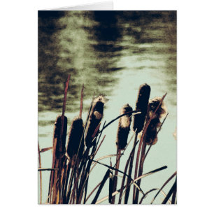 Cattails, Pond Plants
