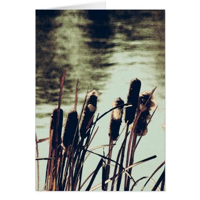 Cattails, Pond Plants (Front)