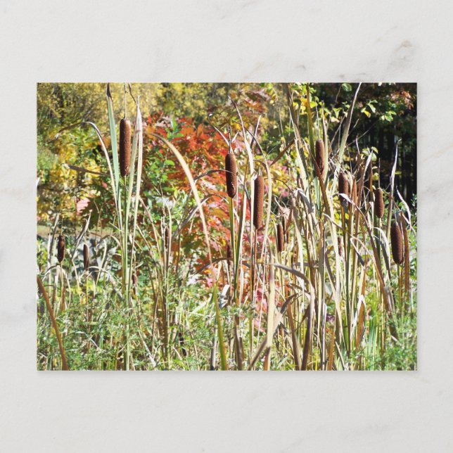 Cattails Postcard (Front)