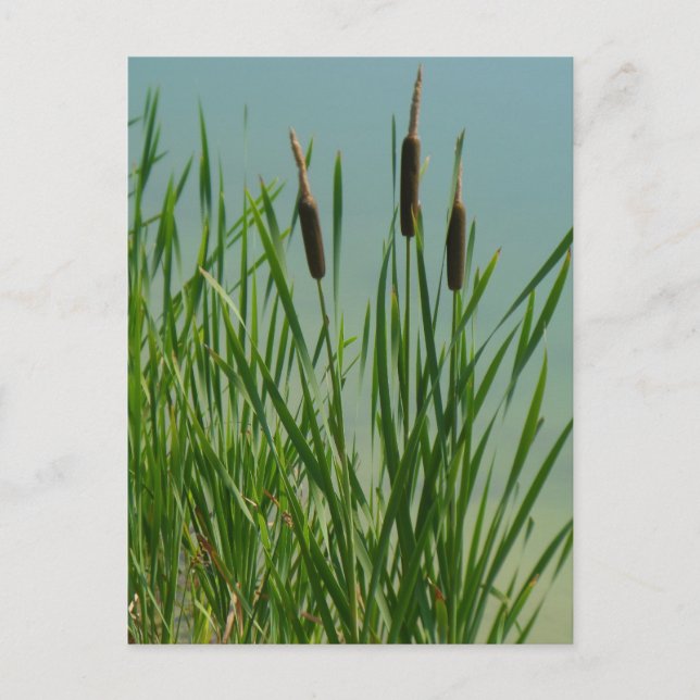 Cattails Postcard (Front)
