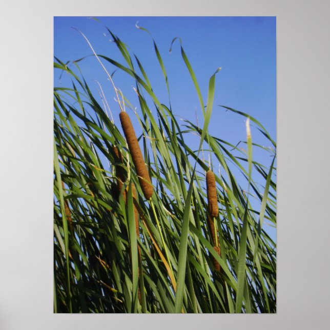 Cattails Poster (Front)