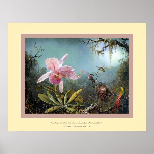 Cattelya Orchid~ Martin Johnson Heade Poster (Front)