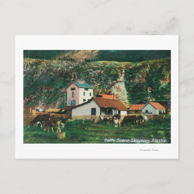 Cattle Amongst Barns SceneSkagway, AK Postcard (Front)