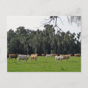 Cattle and Cypress Postcard