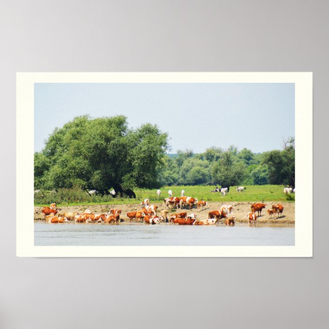 Cattle and the River Danube Poster (Front)