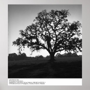 Cattle Behind a Tree by Ansel Adams Poster