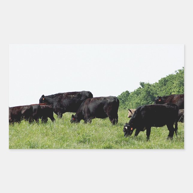 Cattle Black Angus Rectangular Sticker (Front)