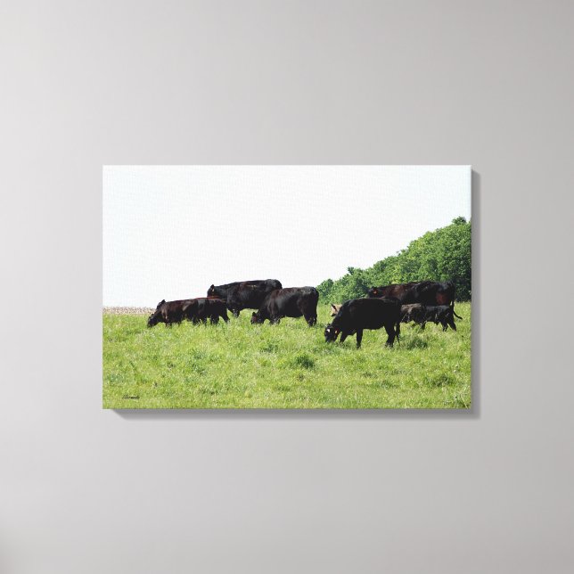 Cattle Black Angus Wrapped Canvas (Front)