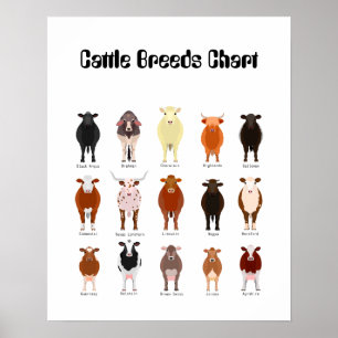 cattle breeds chart