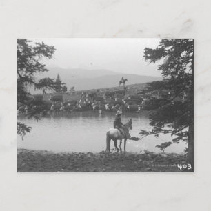 Cattle by a pond with two cowboys. postcard