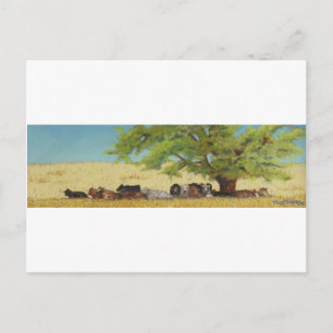 cattle, cow postcard