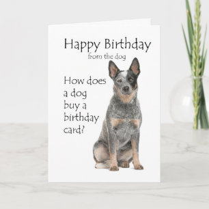 Cattle Dog Birthday Card