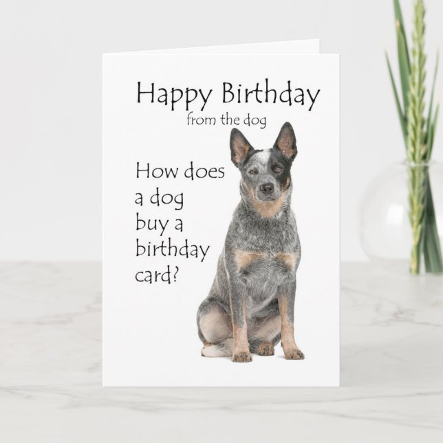 Cattle Dog Birthday Card (Front)