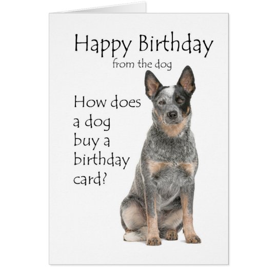 Cattle Dog Birthday Card